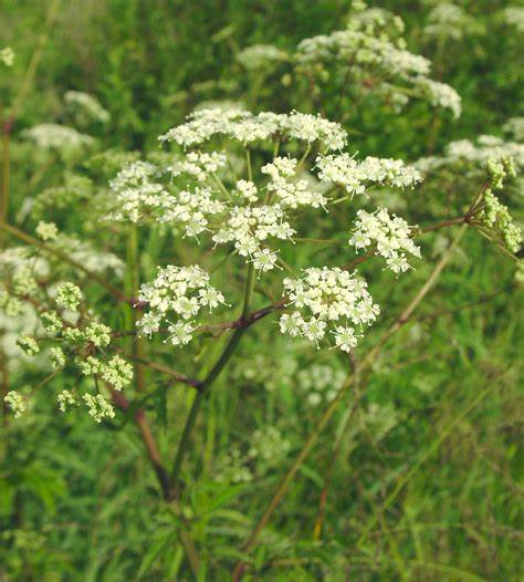 Cicuta maculata - Water Hemlock 500mg Seeds For Planting