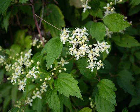 Clematis Virginiana - Virgin's Bower 100mg Seeds For Planting