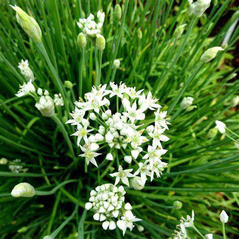 Flowering Chinese Leek 100 Seeds For Planting