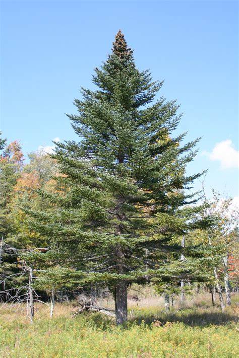 Abies Balsamea Lake State Balsam Fir 250 mg Seeds For Planting