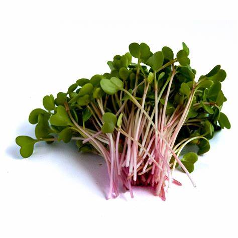 Radish Triton Purple Stem Vegetable Raphanus sativus 80 Seeds For Planting