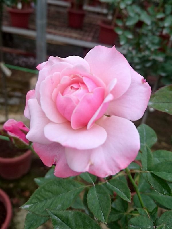 2 Live Starter Plants in 2 Inch Pots Our Lady of Guadalupe Rose Bush