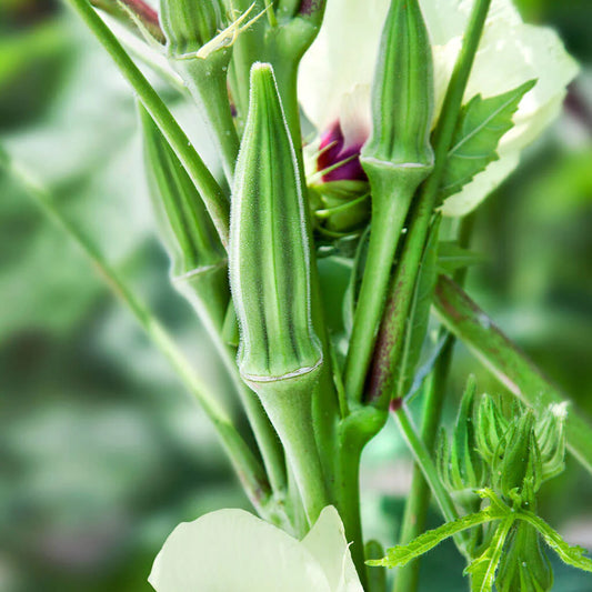 Okra Clemson Spineless