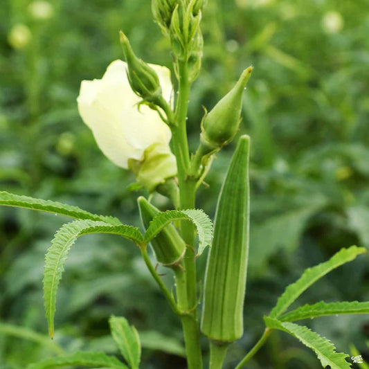 Okra Clemson Spineless Abelmoschus esculentus 85 Seeds For Planting