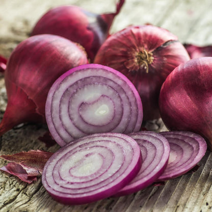 Onion Red Burgundy Short Day