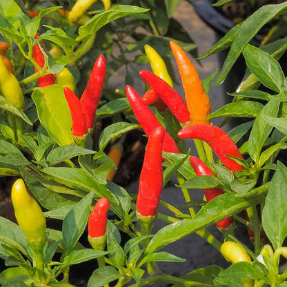 Tabasco Hot Pepper