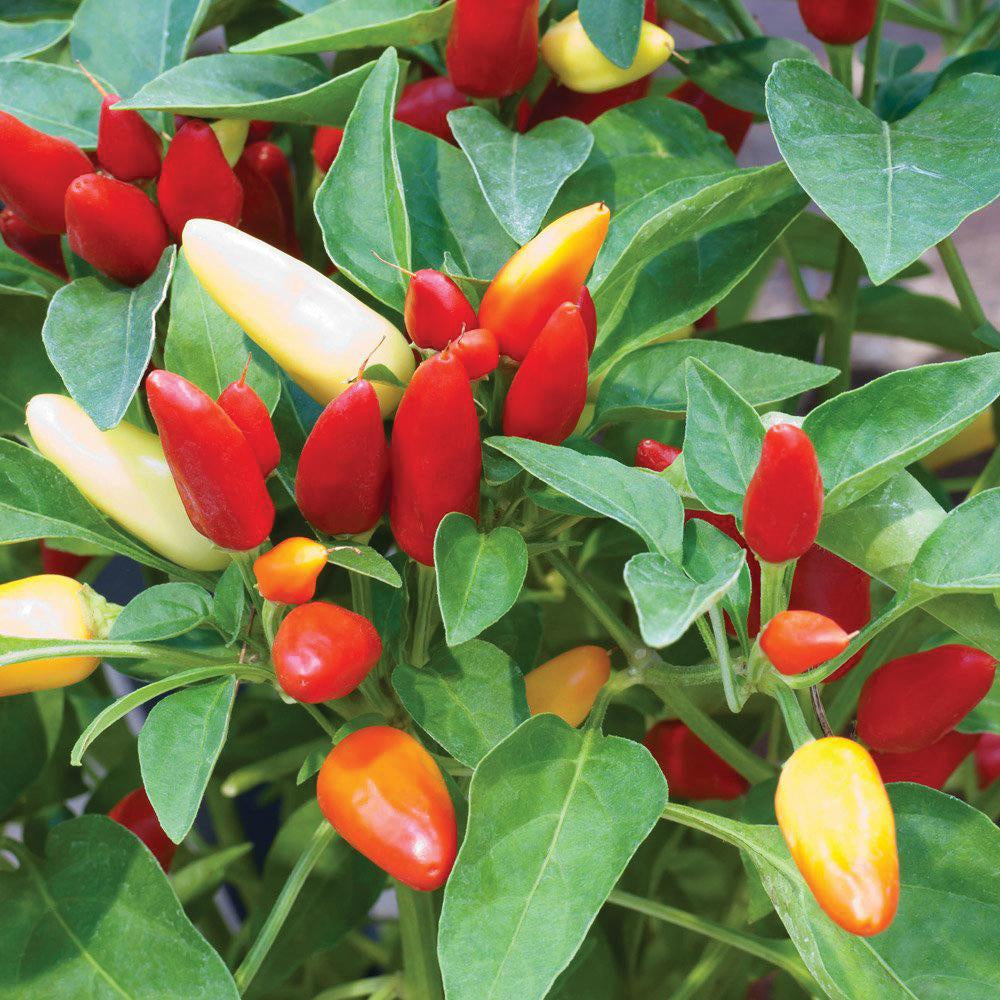 Tabasco Hot Pepper