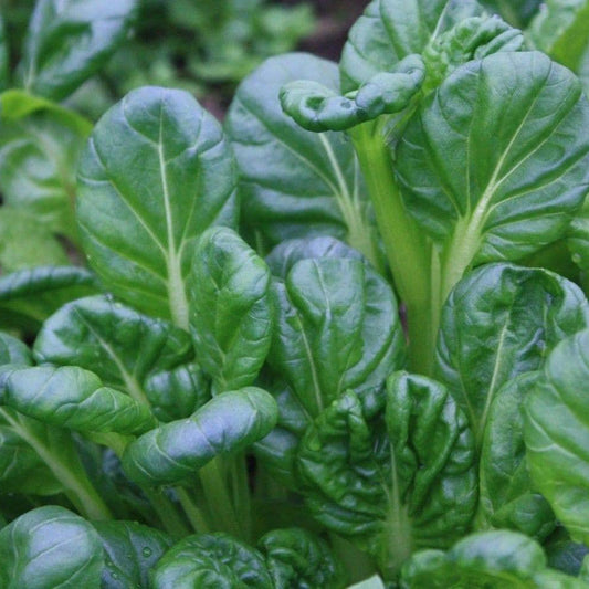 Pak Choi - Tatsoi