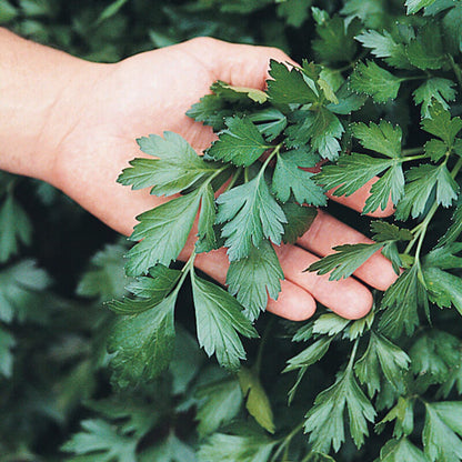 Parsley Dark Green Italian Giant