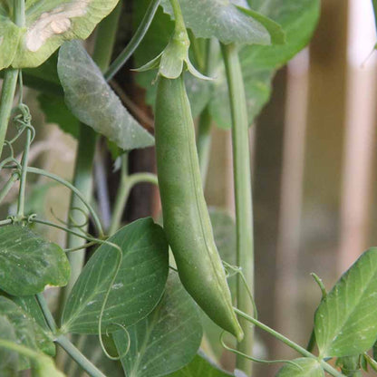 Pea Edible Pod Sugar Snap