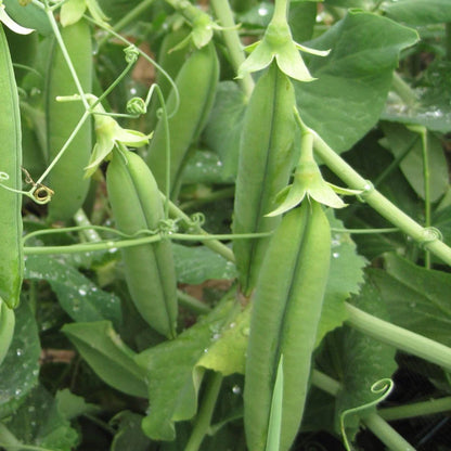 Pea Edible Pod Sugar Snap