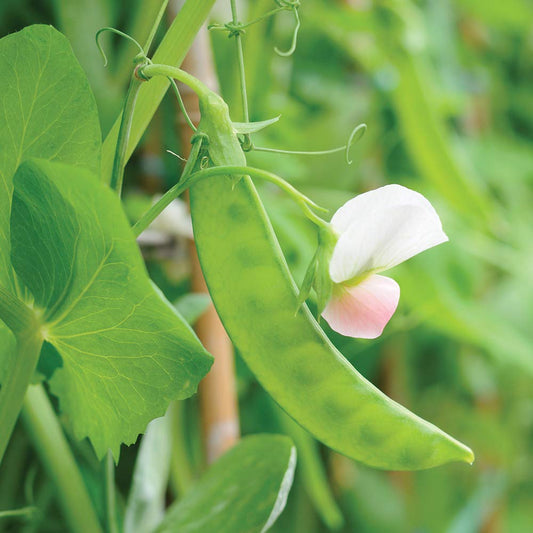 Pea Snow Dwarf Sugar Grey