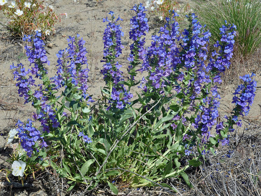 Penstemon Acuminatus 100 mg Seeds For Planting