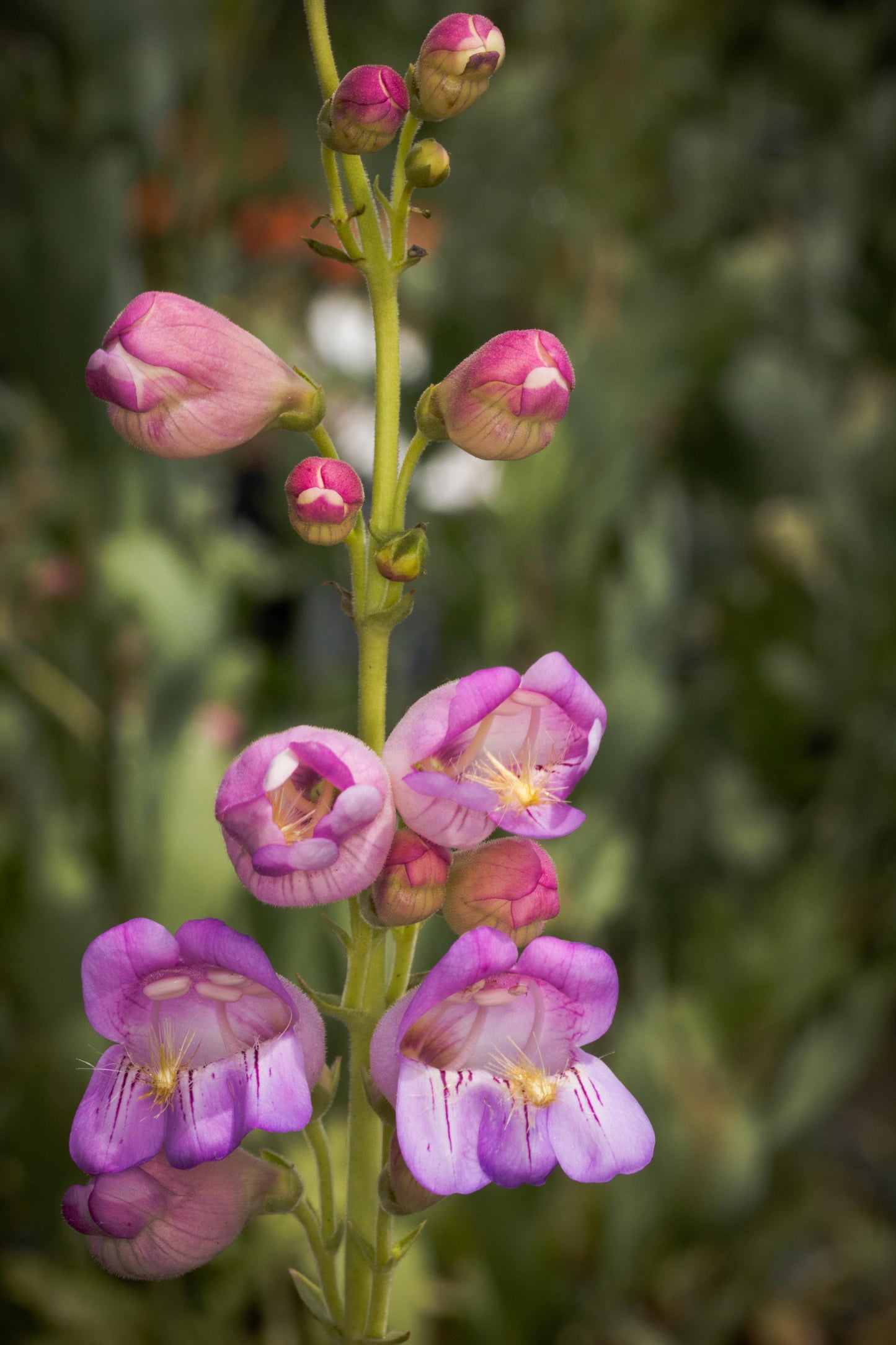 Penstemon palmeri 100 mg Seeds For Planting