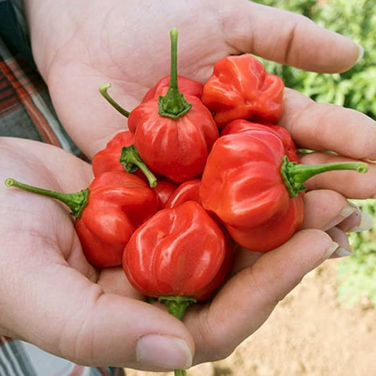 Scotch Bonnet Red Hot Pepper