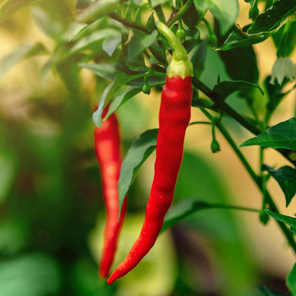 Thai Hot Capsicum Fruitescen Pepper