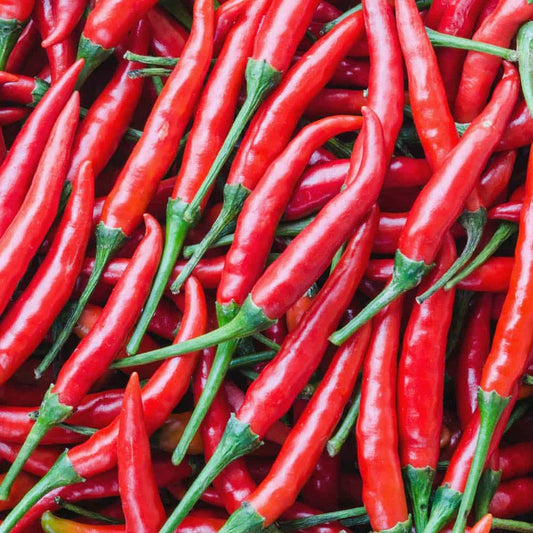 Cayenne Red Long Hot Pepper
