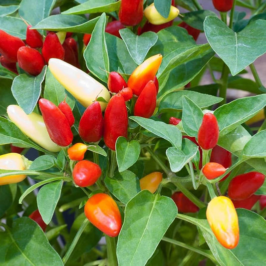 Chile Piquin Hot Pepper