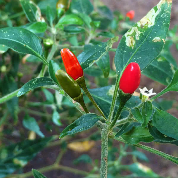 Pepper - Chile Piquin 250mg Seeds For Planting