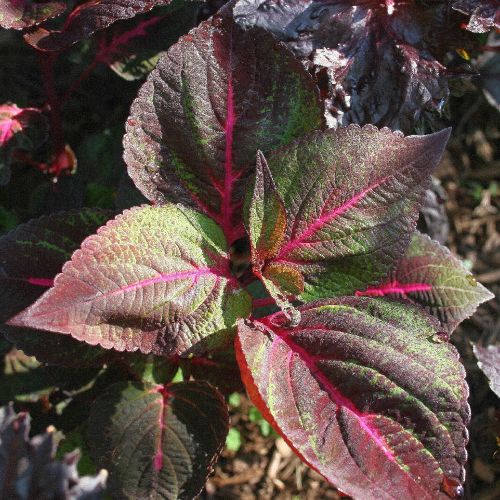 Perilla (Shiso), Perilla Red Aka Shiso