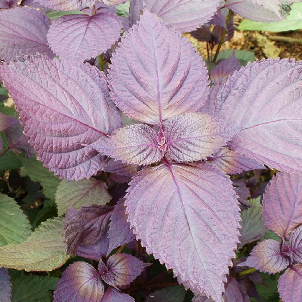 Perilla (Shiso), Perilla Red Aka Shiso