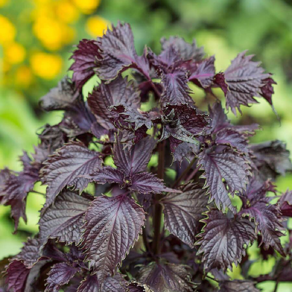 Perilla (Shiso), Perilla Red Aka Shiso