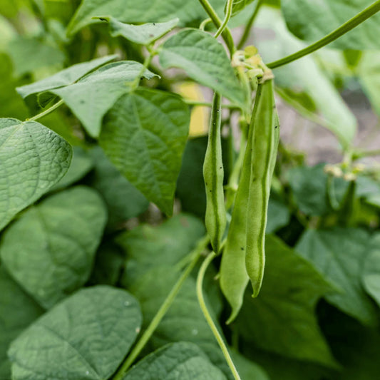 Petite Filet French Bean