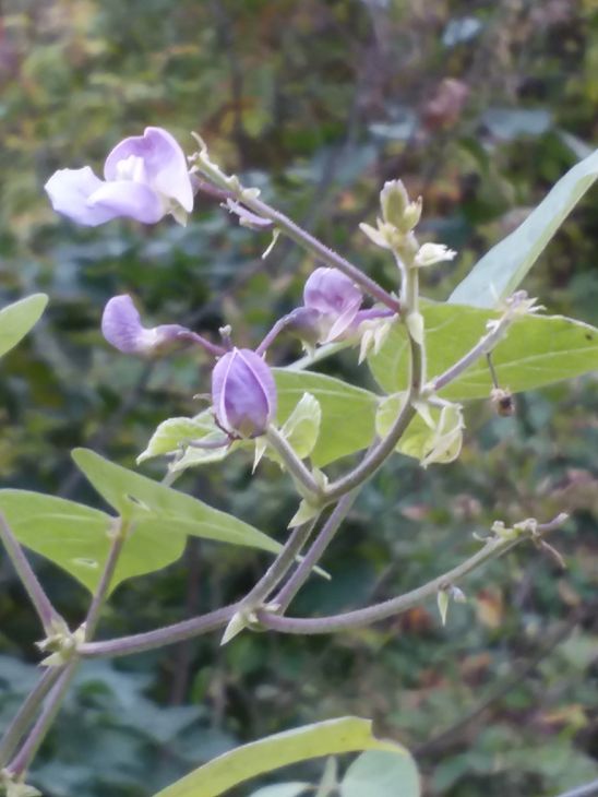 Phaseolus polystachios - Wild Kidney Bean 5 Seeds For Planting