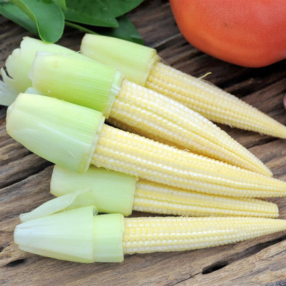 Popcorn Japanese Hulless White (baby Corn)