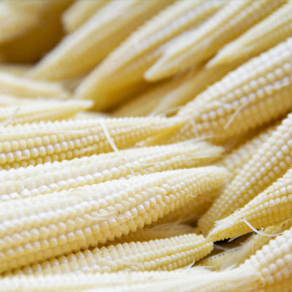 Popcorn Japanese Hulless White (baby Corn)