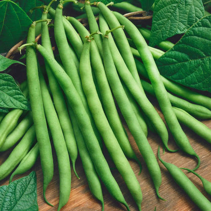 Provider Green Bush Bean