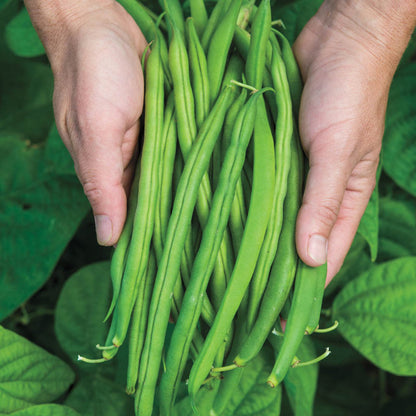 Provider Green Bush Bean
