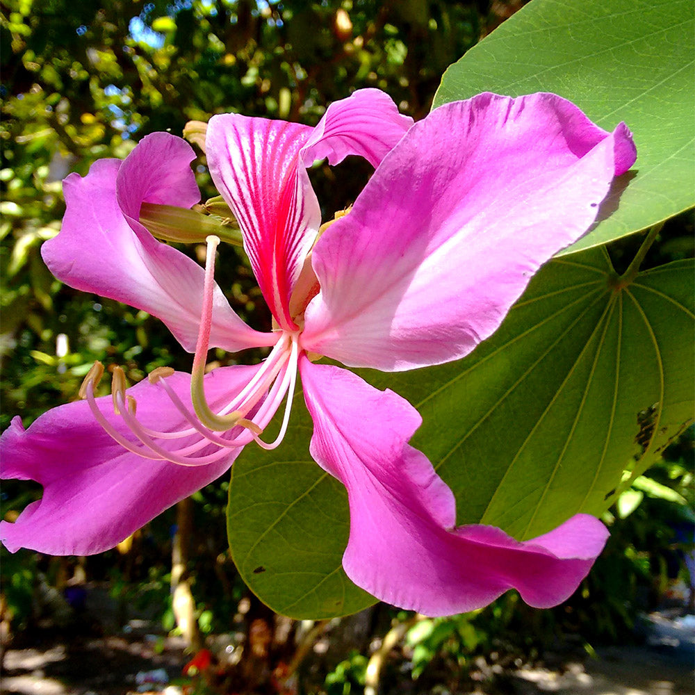 Bauhinia Purpurea Flowering Plant 10 Seeds For Planting