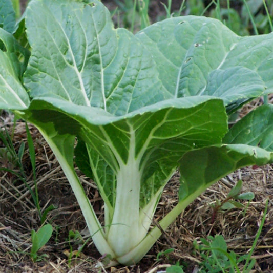 Pak Choi White Stem 400 Seeds For Planting