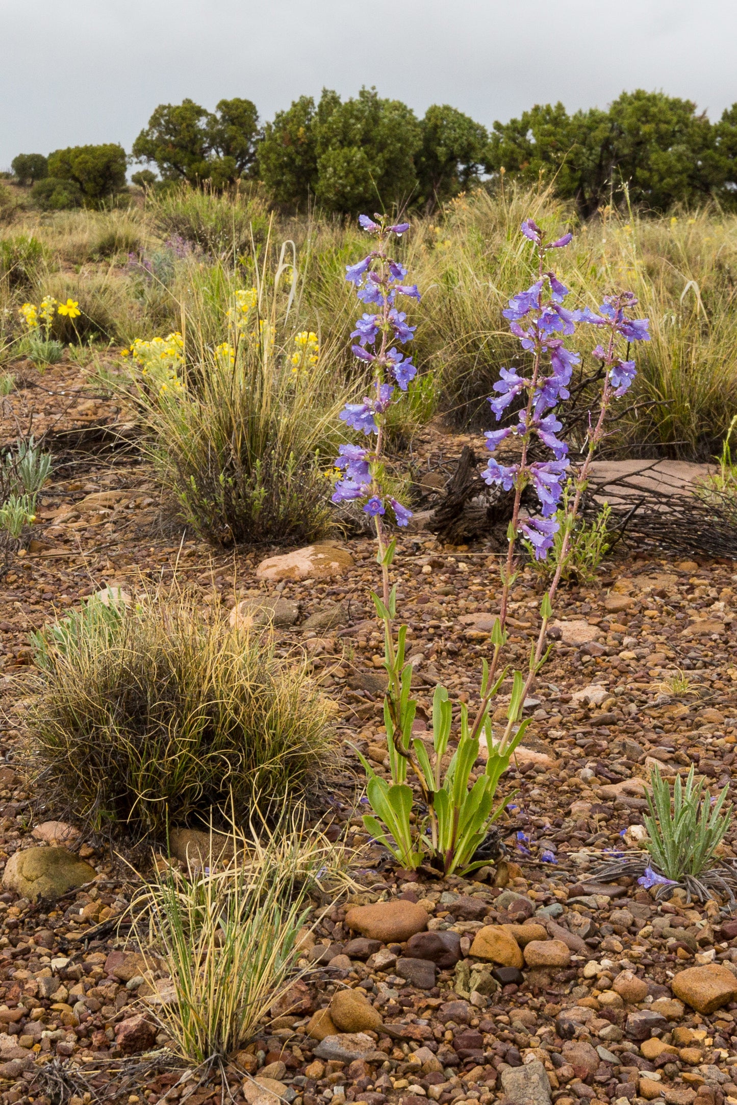 Penstemon Cyanocalius 100 mg Seeds For Planting