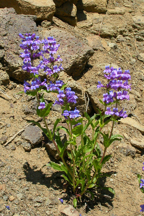 Penstemon Payettensis 100 mg Seeds For Planting