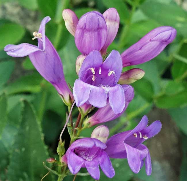 Penstemon Venustus 100 mg Seeds For Planting