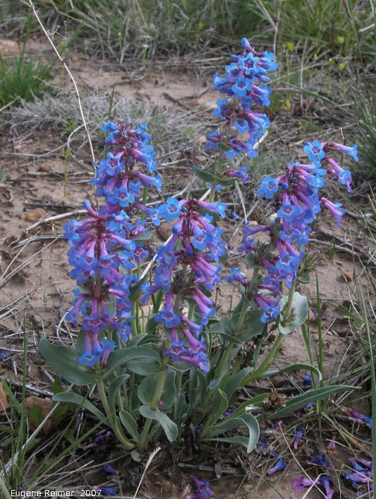 Penstemon Nitidus Waxleaf 100 mg Seeds For Planting