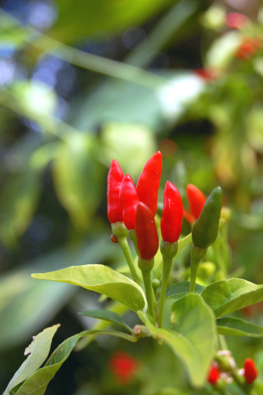 Thai Hot Pepper 100 mg Seeds For Planting