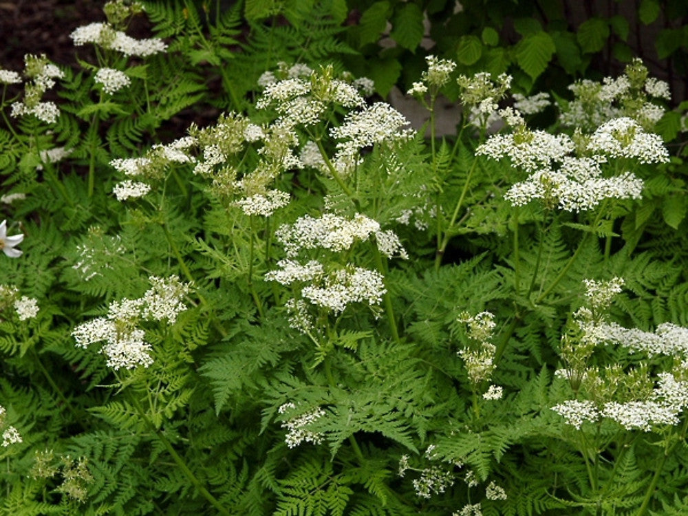 ANISE Pimpinella anisum 250 mg Seeds For Planting