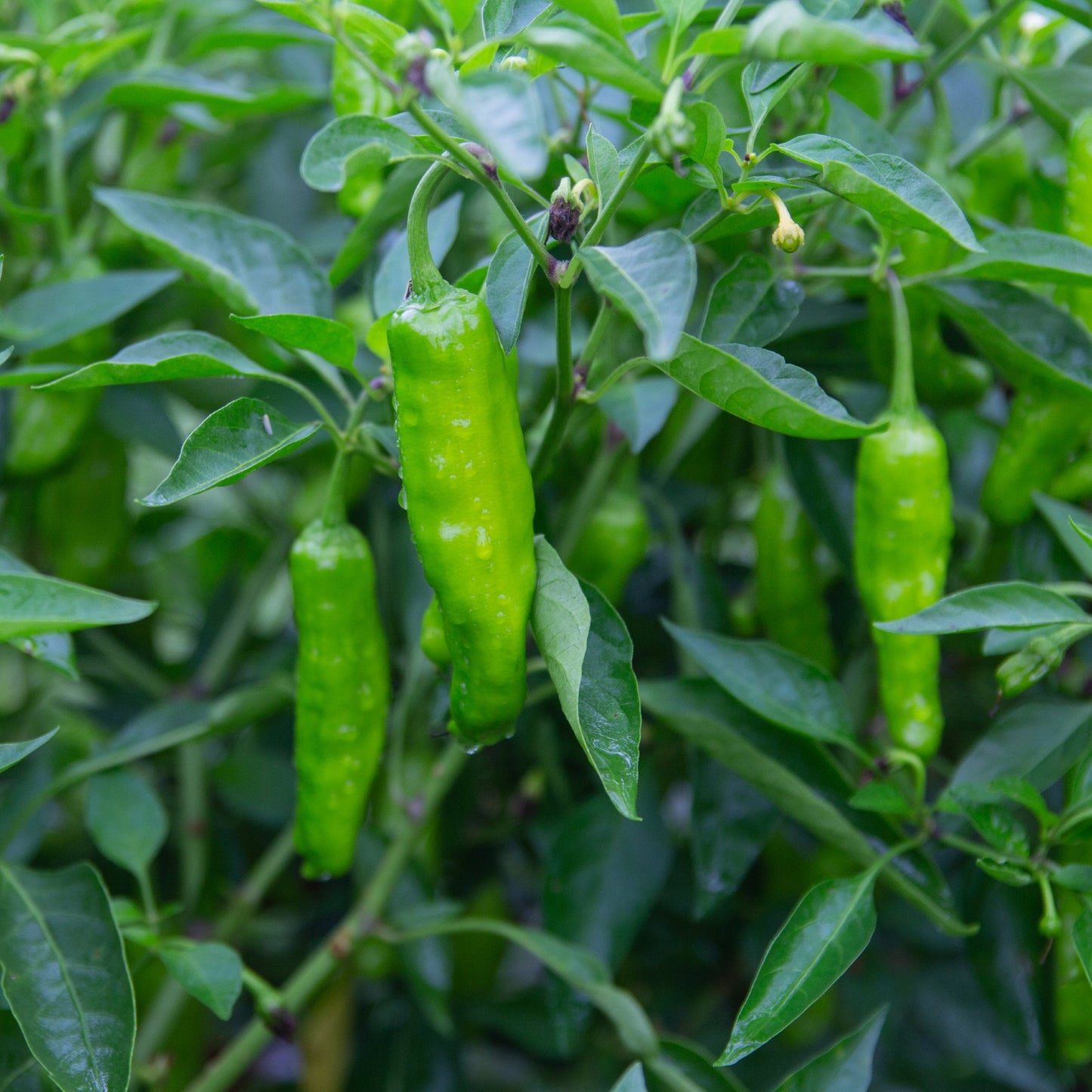 Pepper - Green Shishito 250mg Seeds For Planting