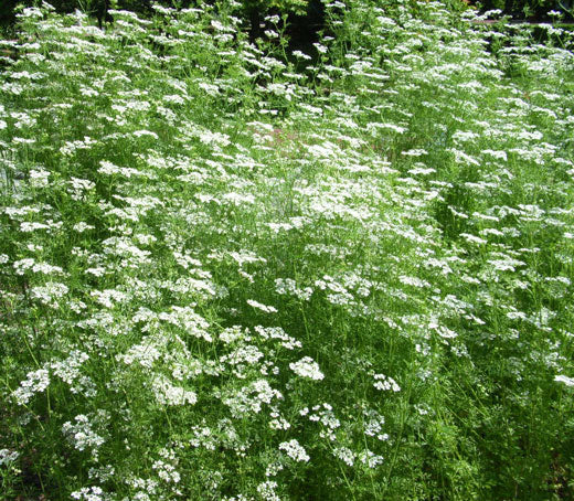 Anise Herb Pimpinella anisum 250 mg Seeds For Planting