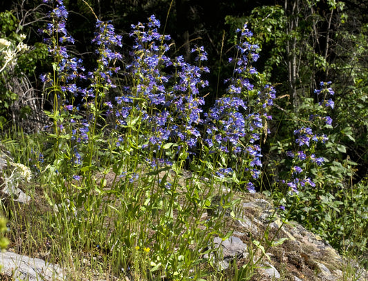 Penstemon wilcoxii 100mg Seeds For Planting