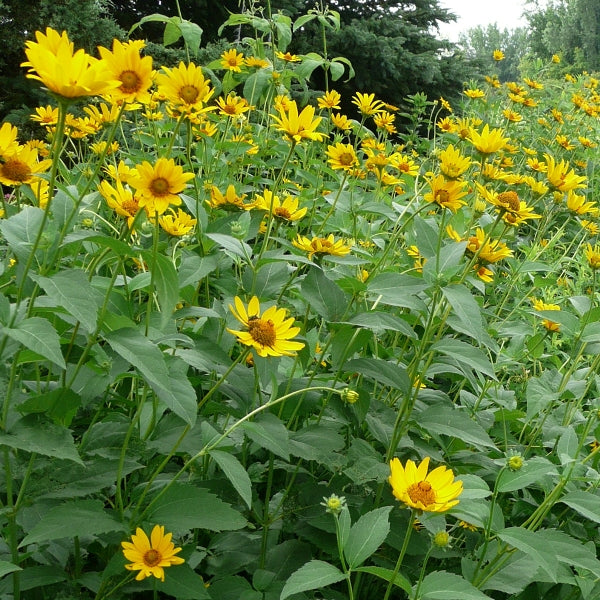 Early Sunflower Heliopsis helianthoides 250 mg Seeds For Planting