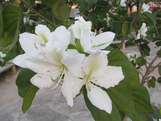 Bauhinia Alba 10 Seeds For Planting