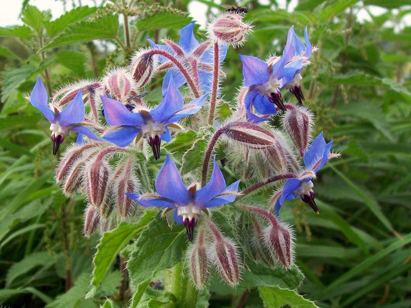 Borage Herb Borago officials 1 gram Seeds For Planting