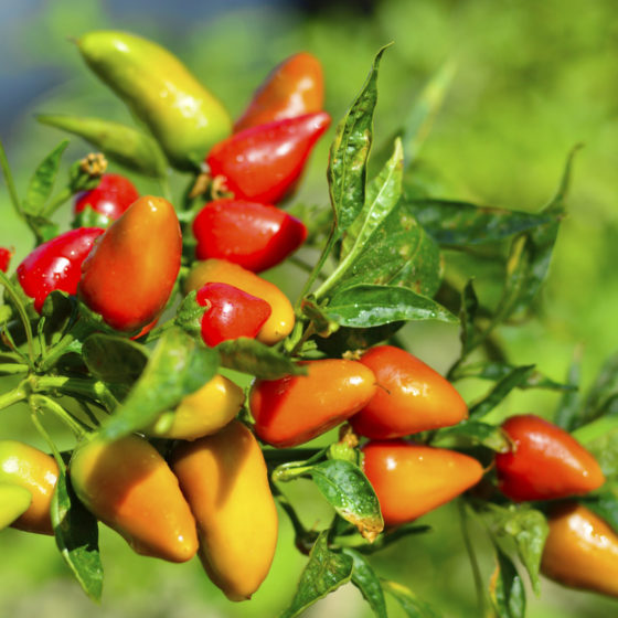 Pepper - Fresno Chili Pepper 250mg Seeds For Planting