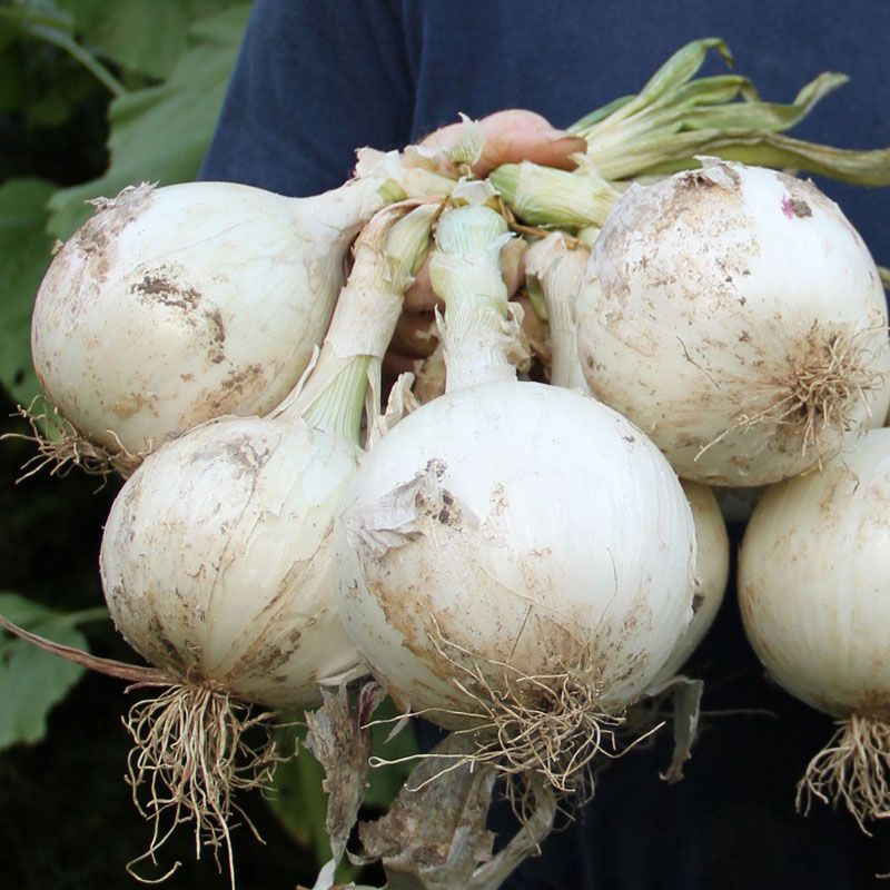 Allium cepa Onion Ringmaster Seeds For Planting