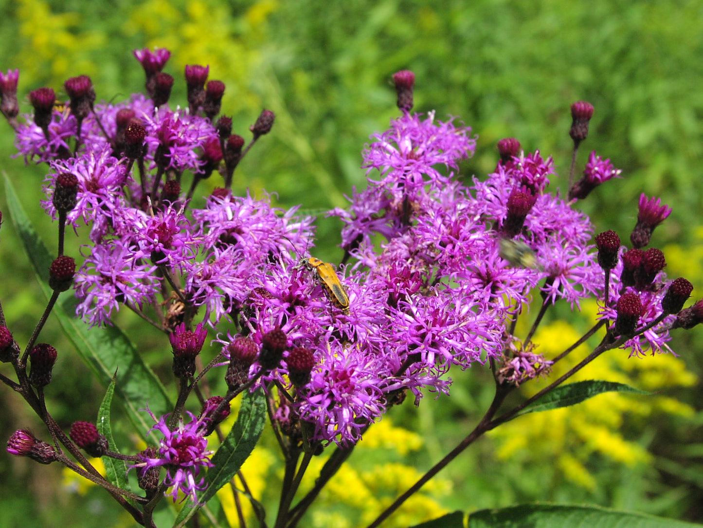 Vernonia Noveboracencis (new York Ironweed) 500mg Seeds For Planting