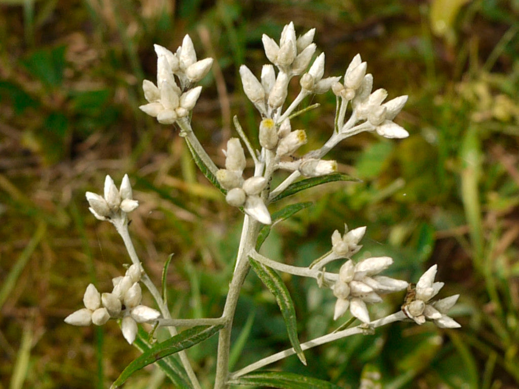 Pseudognaphalium  - Sweet Everlasting Flowering Plant 30 mg Seeds For Planting